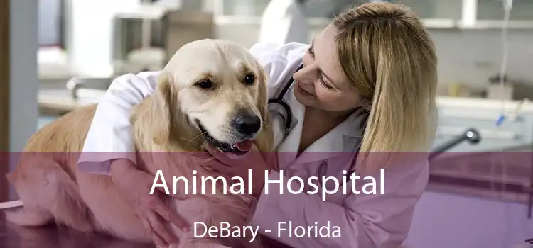 Animal Hospital DeBary - Florida