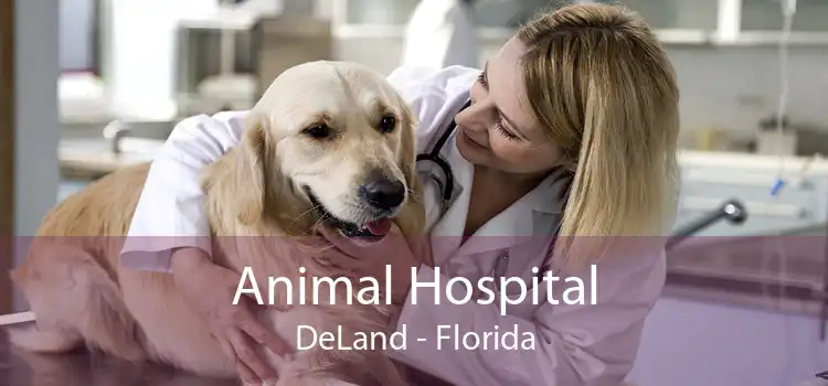 Animal Hospital DeLand - Florida