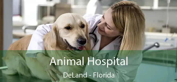 Animal Hospital DeLand - Florida