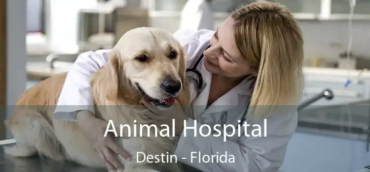 Animal Hospital Destin - Florida