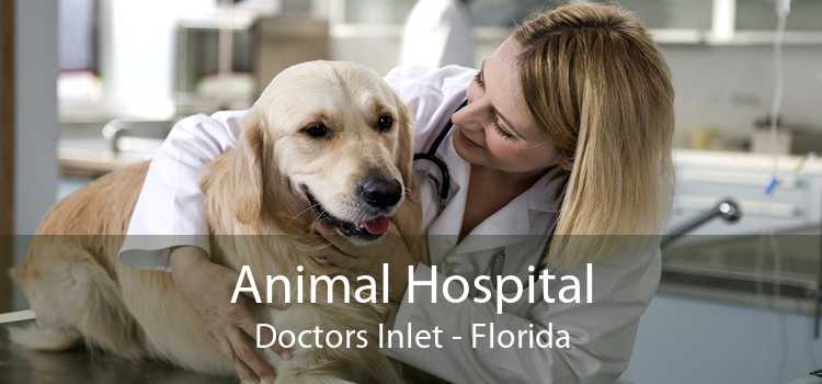 Animal Hospital Doctors Inlet - Florida