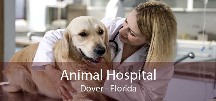 Animal Hospital Dover - Florida