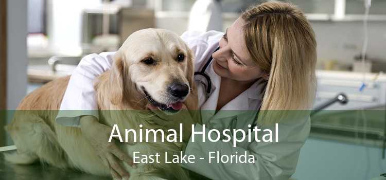 Animal Hospital East Lake - Florida