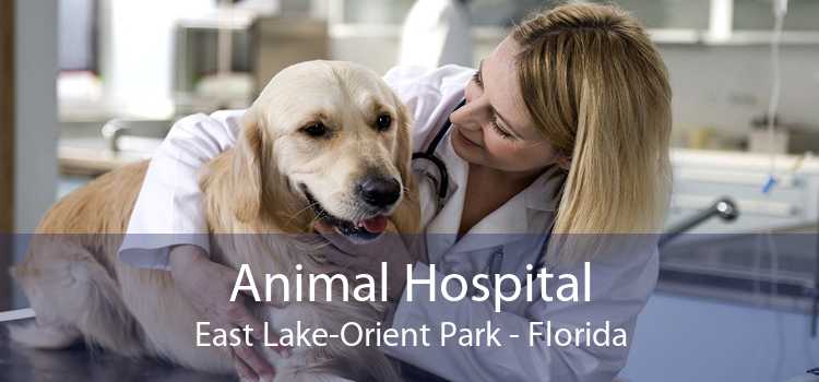 Animal Hospital East Lake-Orient Park - Florida