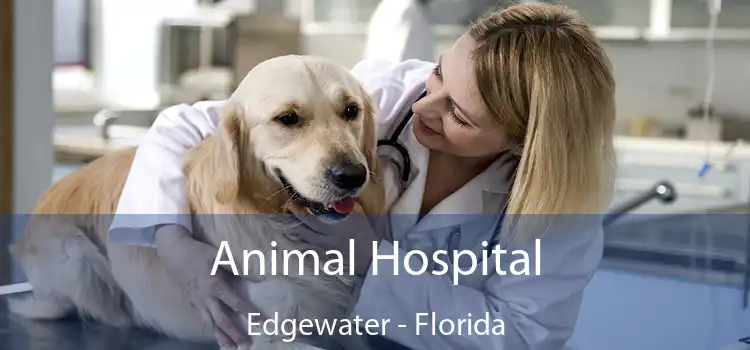 Animal Hospital Edgewater - Florida