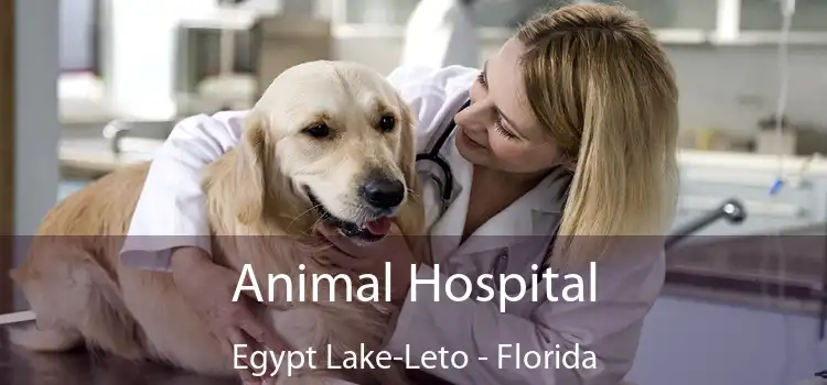 Animal Hospital Egypt Lake-Leto - Florida