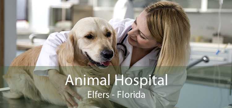 Animal Hospital Elfers - Florida