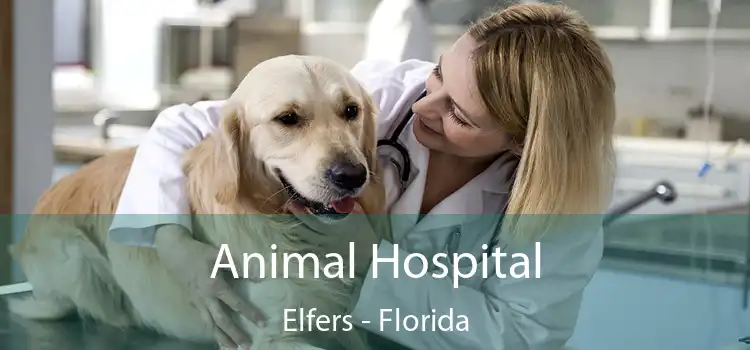 Animal Hospital Elfers - Florida