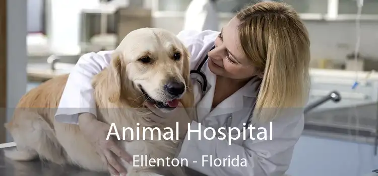 Animal Hospital Ellenton - Florida