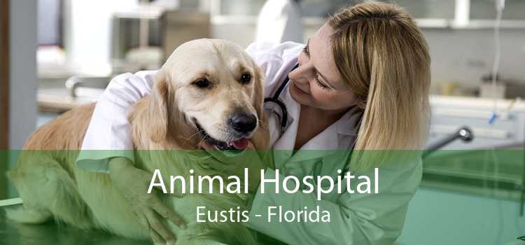 Animal Hospital Eustis - Florida