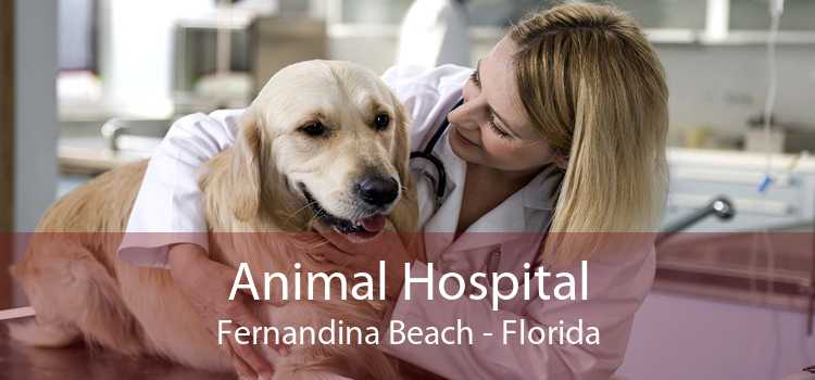 Animal Hospital Fernandina Beach - Florida