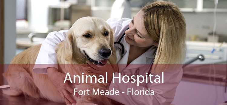Animal Hospital Fort Meade - Florida