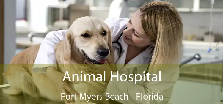 Animal Hospital Fort Myers Beach - Florida