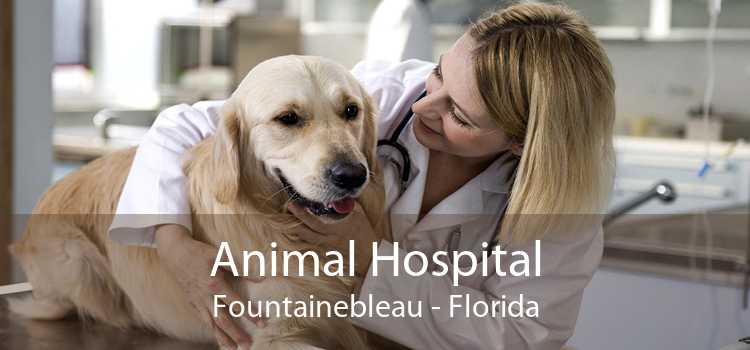 Animal Hospital Fountainebleau - Florida