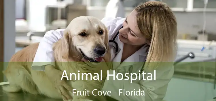 Animal Hospital Fruit Cove - Florida