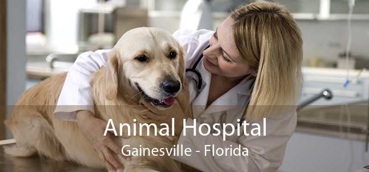 Animal Hospital Gainesville - Florida