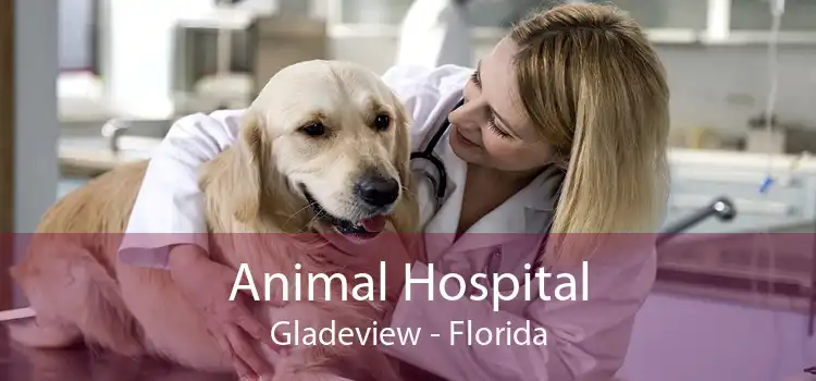 Animal Hospital Gladeview - Florida