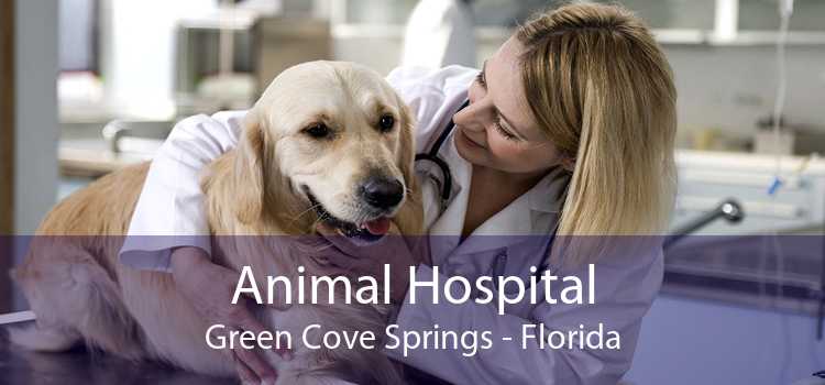 Animal Hospital Green Cove Springs - Florida