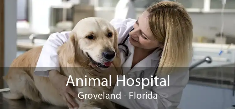 Animal Hospital Groveland - Florida