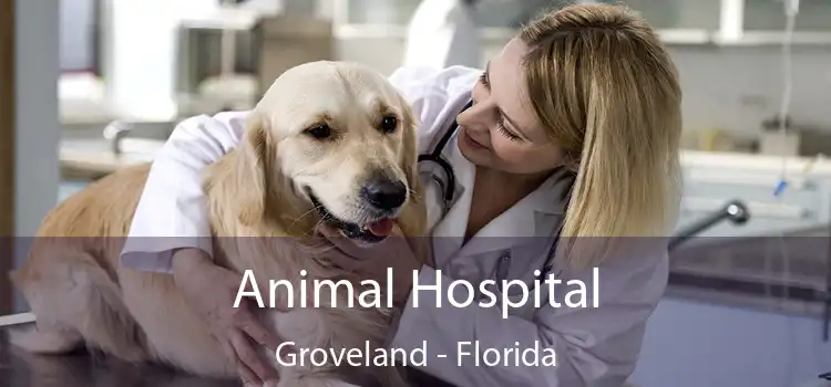 Animal Hospital Groveland - Florida