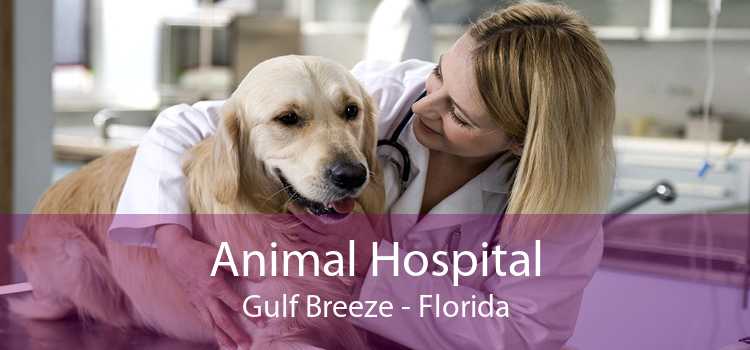Animal Hospital Gulf Breeze - Florida