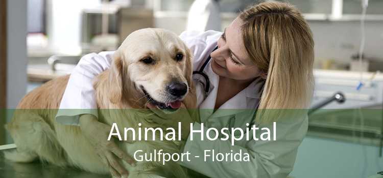 Animal Hospital Gulfport - Florida
