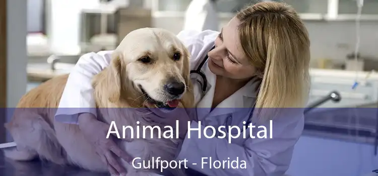 Animal Hospital Gulfport - Florida