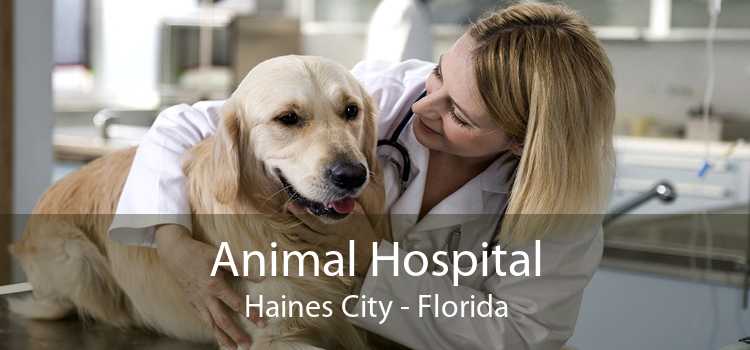 Animal Hospital Haines City - Florida
