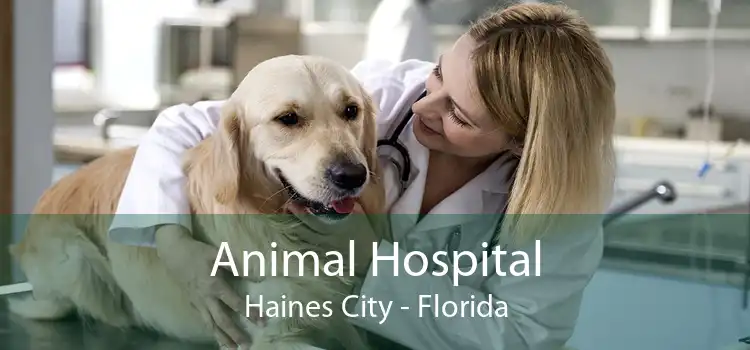 Animal Hospital Haines City - Florida