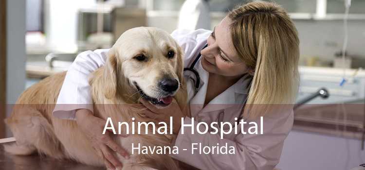 Animal Hospital Havana - Florida