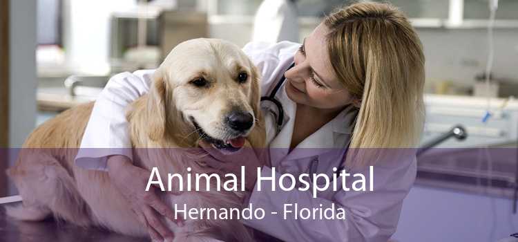 Animal Hospital Hernando - Florida