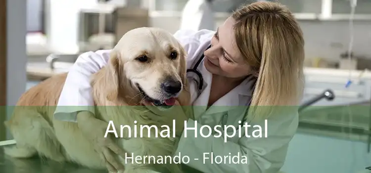 Animal Hospital Hernando - Florida