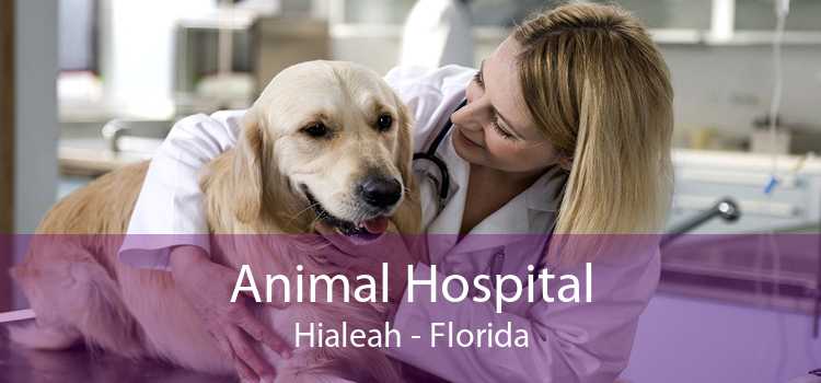 Animal Hospital Hialeah - Florida