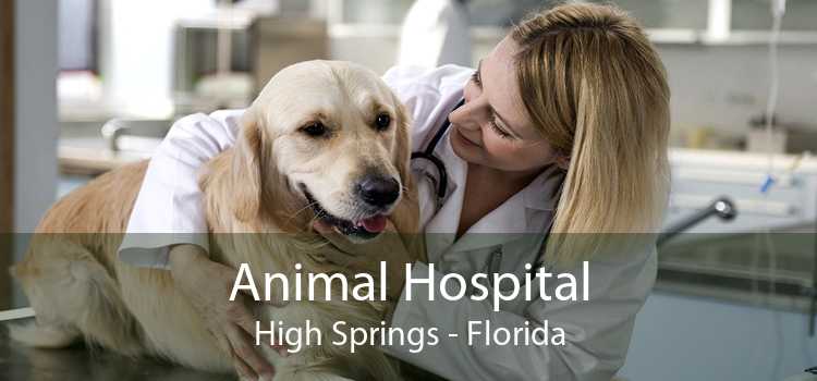Animal Hospital High Springs - Florida