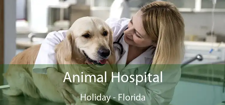 Animal Hospital Holiday - Florida