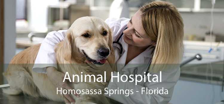 Animal Hospital Homosassa Springs - Florida