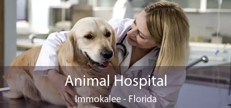 Animal Hospital Immokalee - Florida