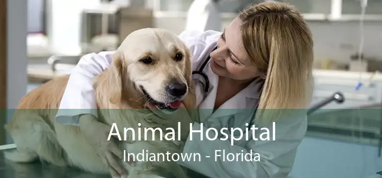 Animal Hospital Indiantown - Florida