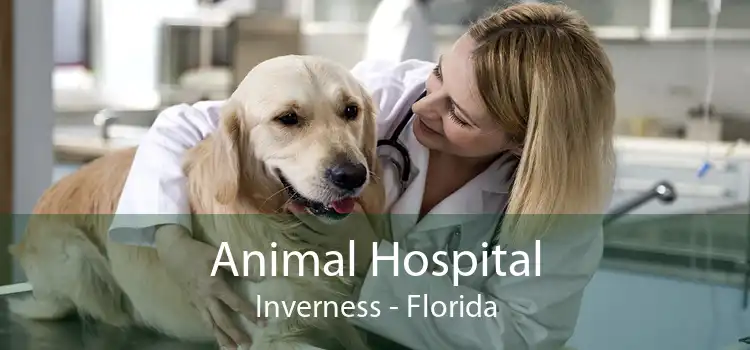 Animal Hospital Inverness - Florida