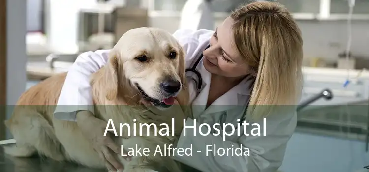 Animal Hospital Lake Alfred - Florida