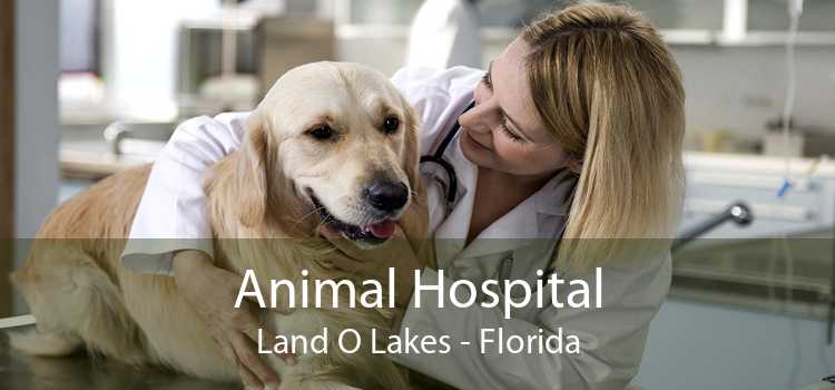 Animal Hospital Land O' Lakes - Florida