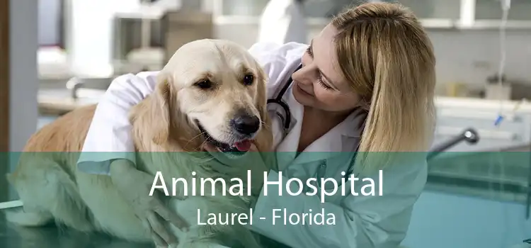 Animal Hospital Laurel - Florida
