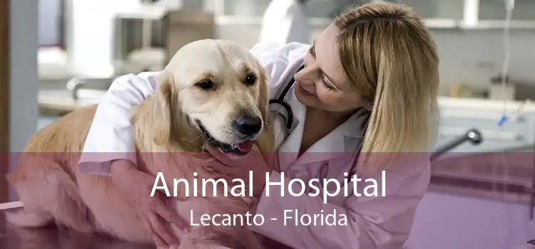 Animal Hospital Lecanto - Florida