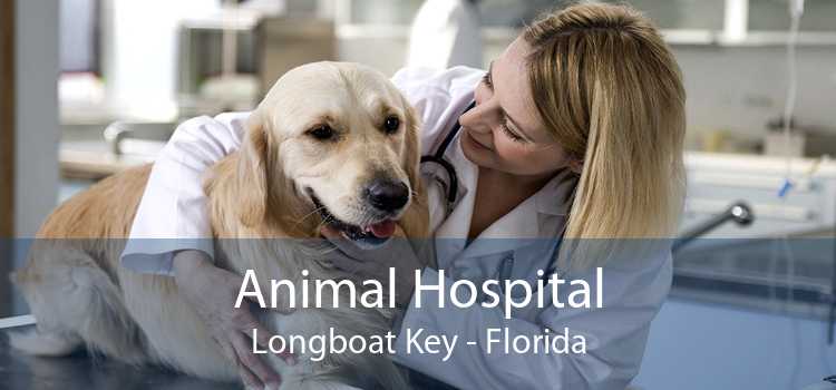 Animal Hospital Longboat Key - Florida