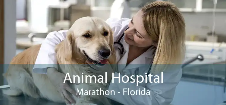 Animal Hospital Marathon - Florida