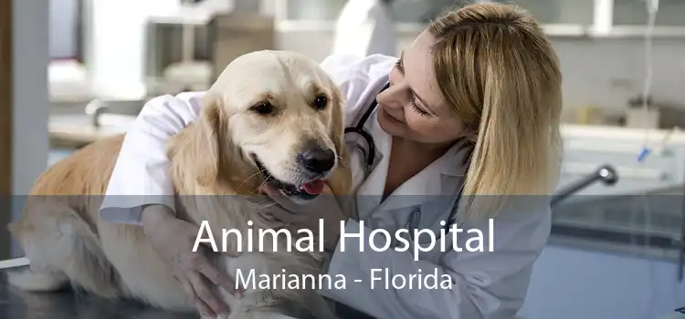 Animal Hospital Marianna - Florida