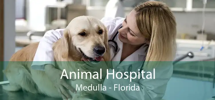 Animal Hospital Medulla - Florida