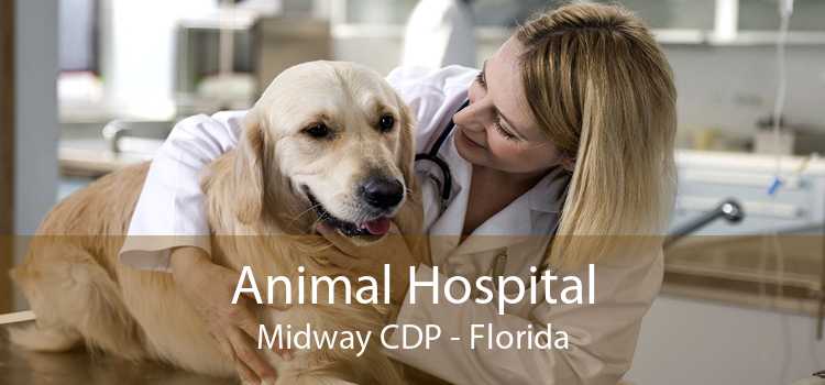Animal Hospital Midway CDP - Florida