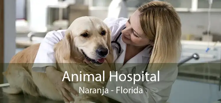 Animal Hospital Naranja - Florida