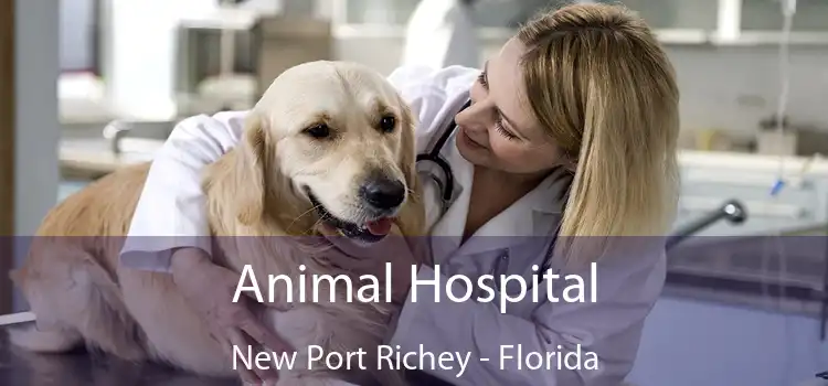 Animal Hospital New Port Richey - Florida